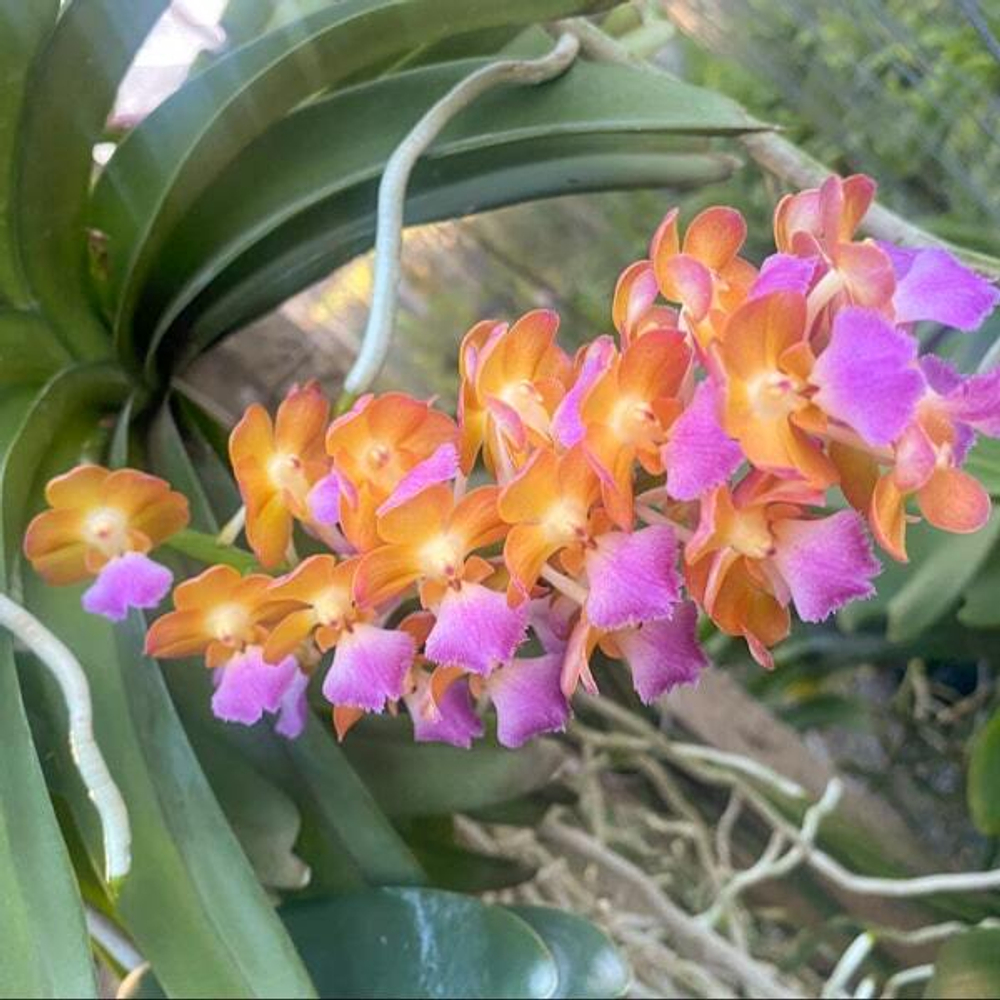 Ринхостилис RHY 42-MON SAWAN