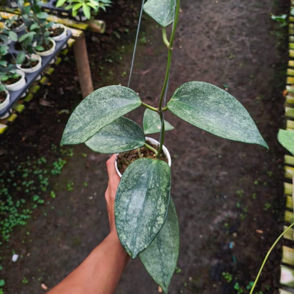 Хойя LATIFOLIA RIMBA PERAK