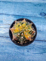 Gymnocalycium Variegata (Гимнокалициум Вариегатный)