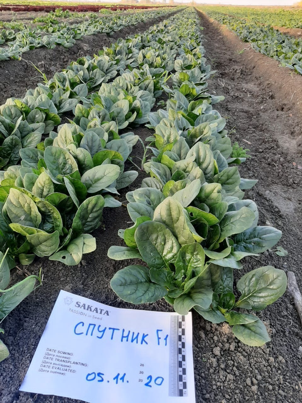 Спутник F1 семена шпината (Sakata / Саката)