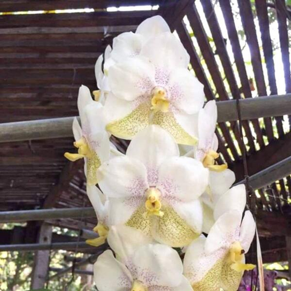 Ванда V NAKONSAWAN BELL X TUBTIM