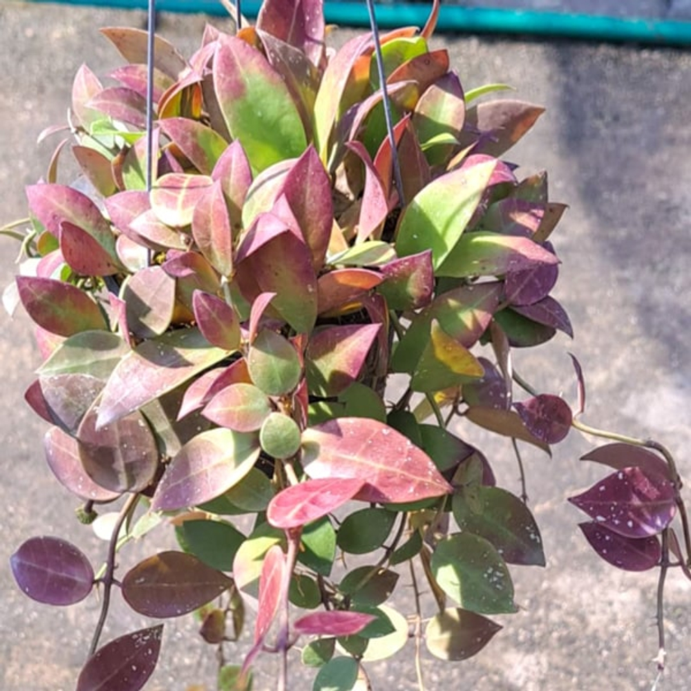 Хойя WALLINIANA UT152