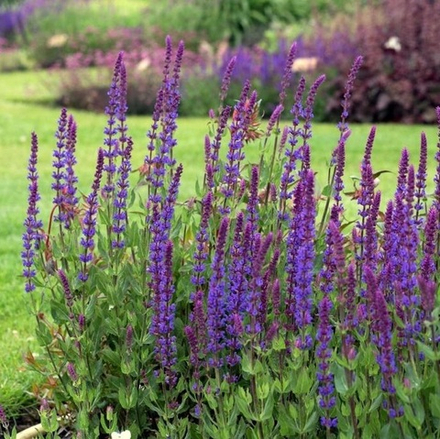 Шалфей дубравный "New Dimension Blue". Salvia nemorosa "New Dimension Blue".