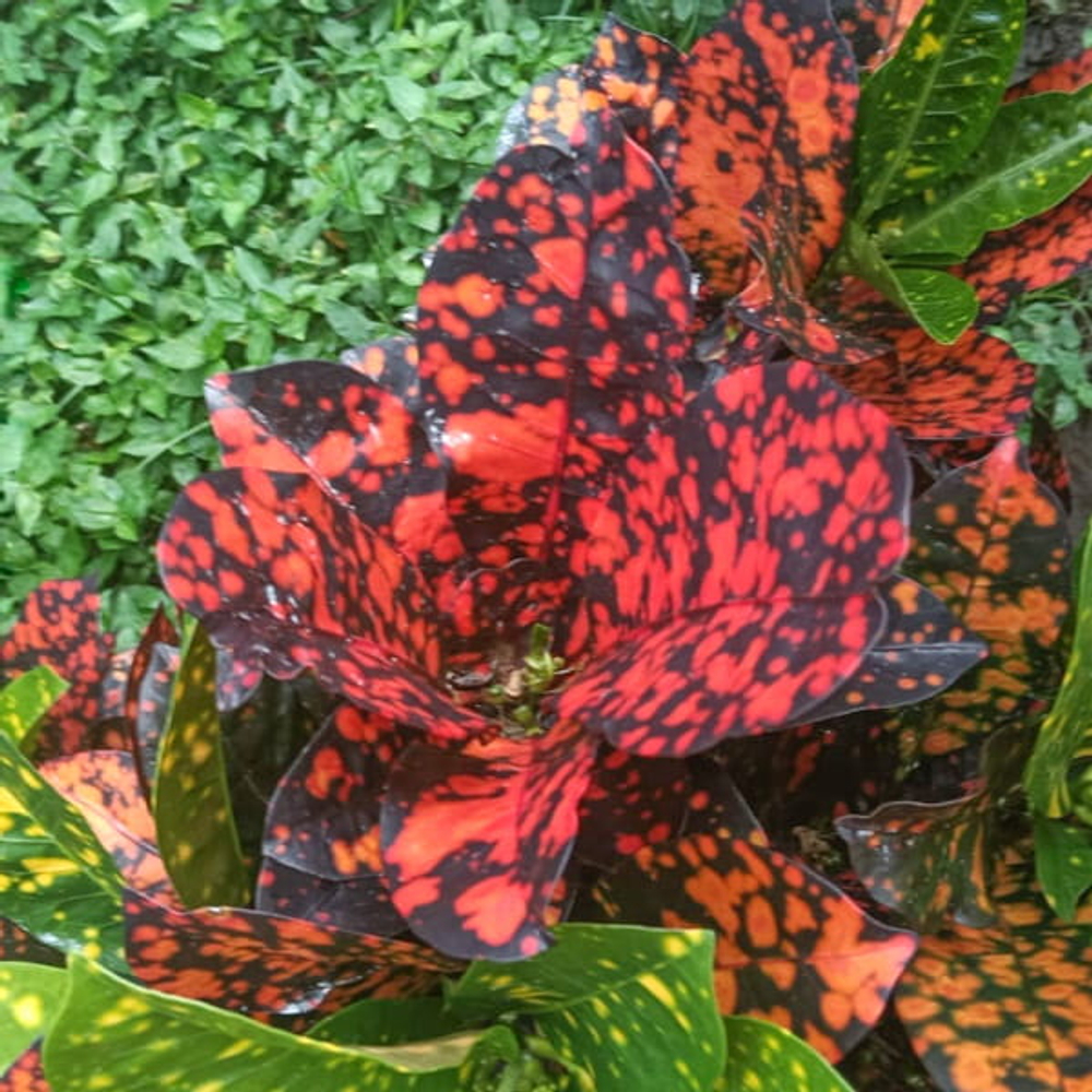 Кротон MEMANIK