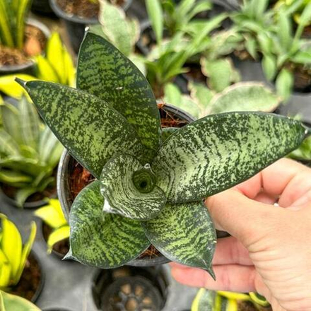 Сансевиерия MALACHITE