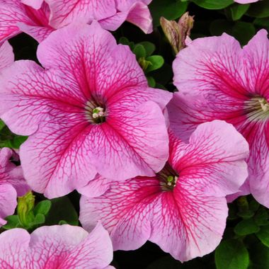 S6061 Петуния кустовая Grandiflora DREAMS PINK VEIN 1000 шт.
