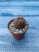 Euphoria Obesa (Эуфорбия)