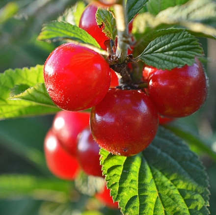 Вишня Войлочная Огонек