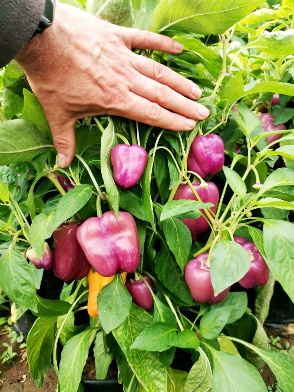 Перец Германская Виолончель - Violgo Pepper