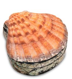 Decor and Gift 54-043 Декоративная шкатулка «Ракушка»