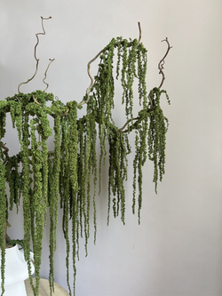 Амарант стабилизированный натуральный зеленый