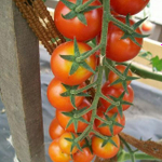 Требус F1 семена томата индетерминантного (Enza Zaden / ALEXAGRO) культура