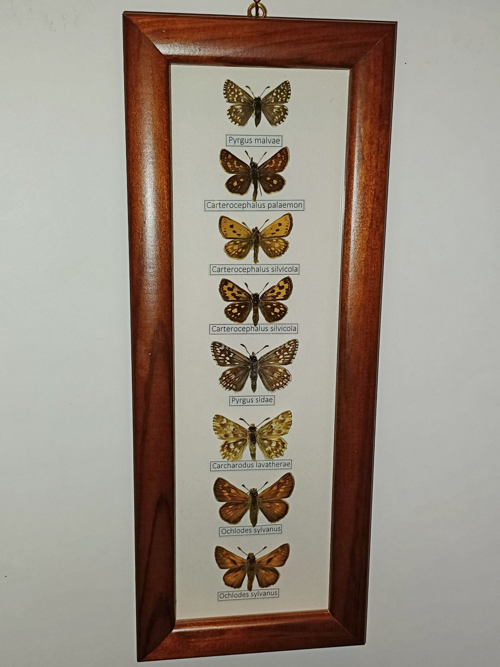 Бабочки Толстоголовки в рамке