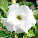 Адениум PUI FAI