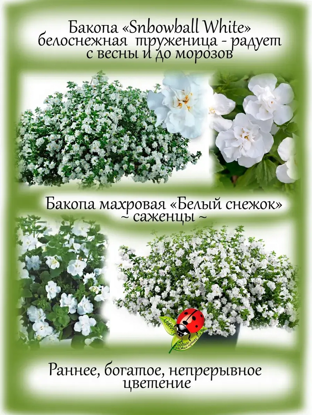 Бакопа Белый Снежок вегетативная