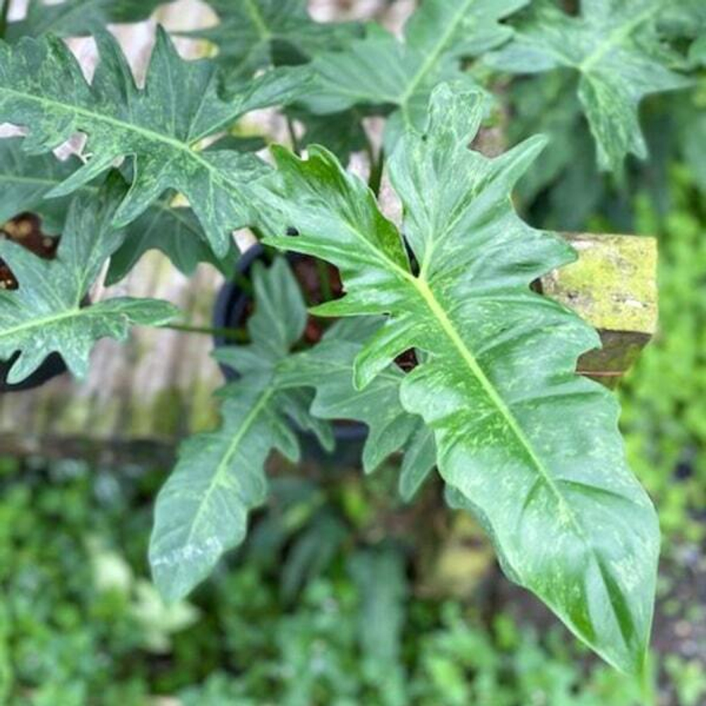 Филодендрон MINARUM