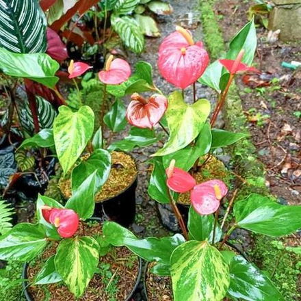 Антуриум ADREANUM VAR