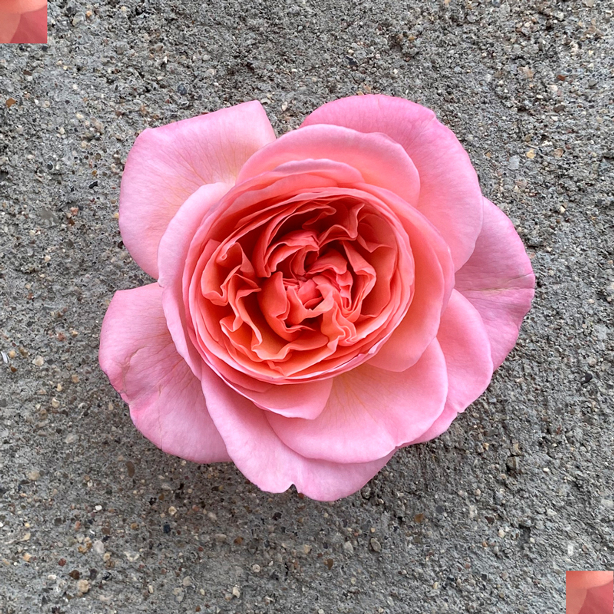 Жан де Лафонтен — букет романтических ароматных роз