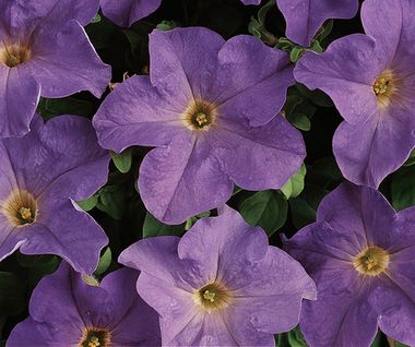 S6068 Петуния кустовая Grandiflora DREAMS SKY BLUE 1000 шт.