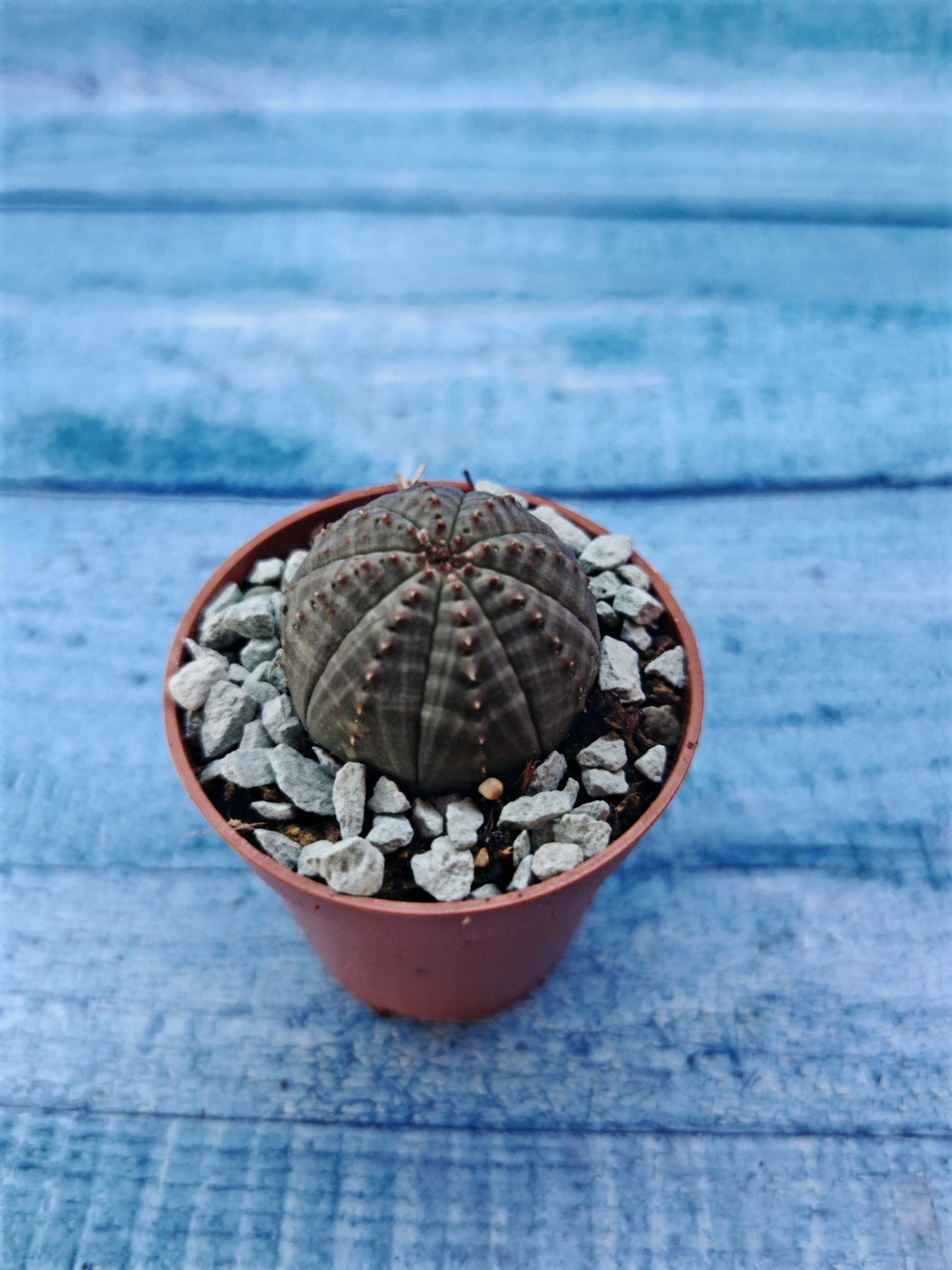 Суккулент Euphorbia Obesa (Эуфорбия)