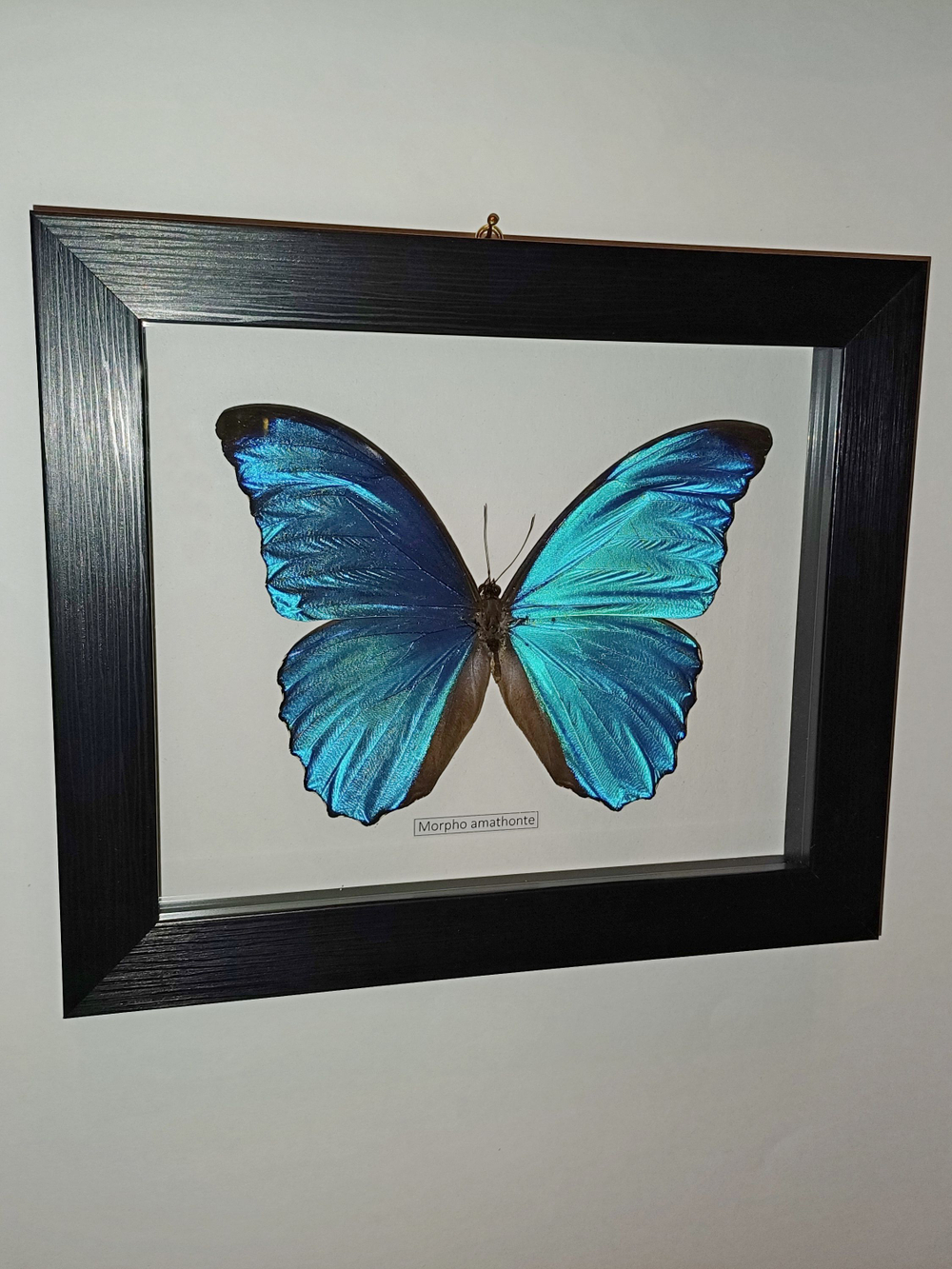 Бабочка Morpho amathonte в рамке