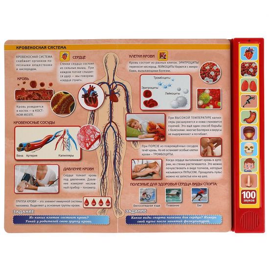 Моё тело. 100 звуков. (10 зв.кнопок, 100 звуков) 233х302мм 10 стр Умка