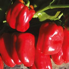 ТАРКВИНИО F1 семена перца сладкого (Nunhems | Alexagro)