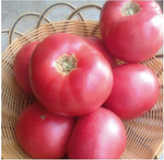 Мей Шуай F1 семена томата индетерминантного (Seminis / Семинис)