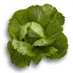 КРАНЧИТА семена салата (Rijk Zwaan | Alexagro)