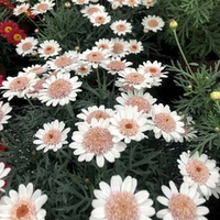 А4 Аргирантемум LaRita toffee