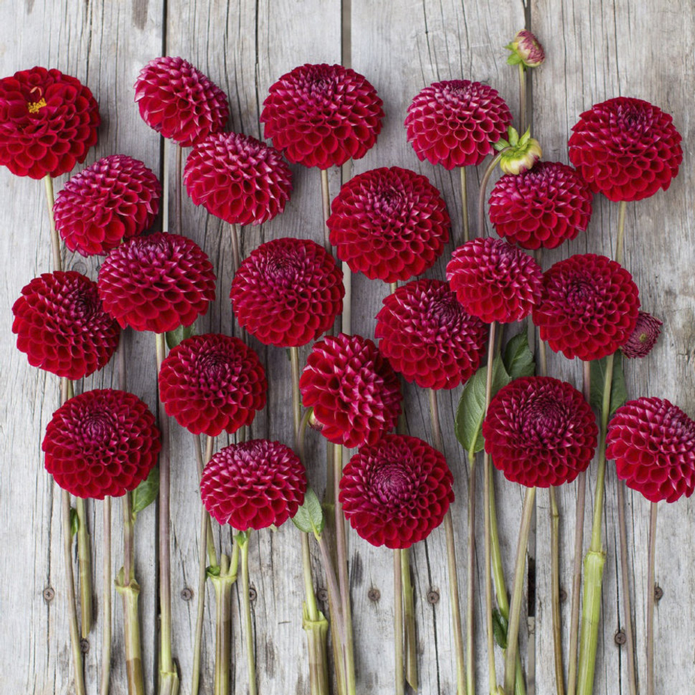 Георгин Cornel (корень) Закупка М55 апрель 2026