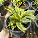 Сансевиерия JAPANESE TWIST