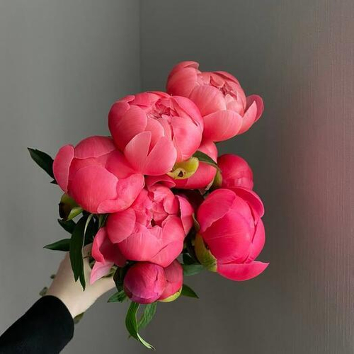 Пион Корал Шарм. Цветы поштучно 014 Chalet Green