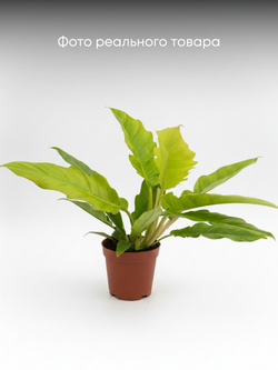 Филодендрон Golden Crocodile д.12