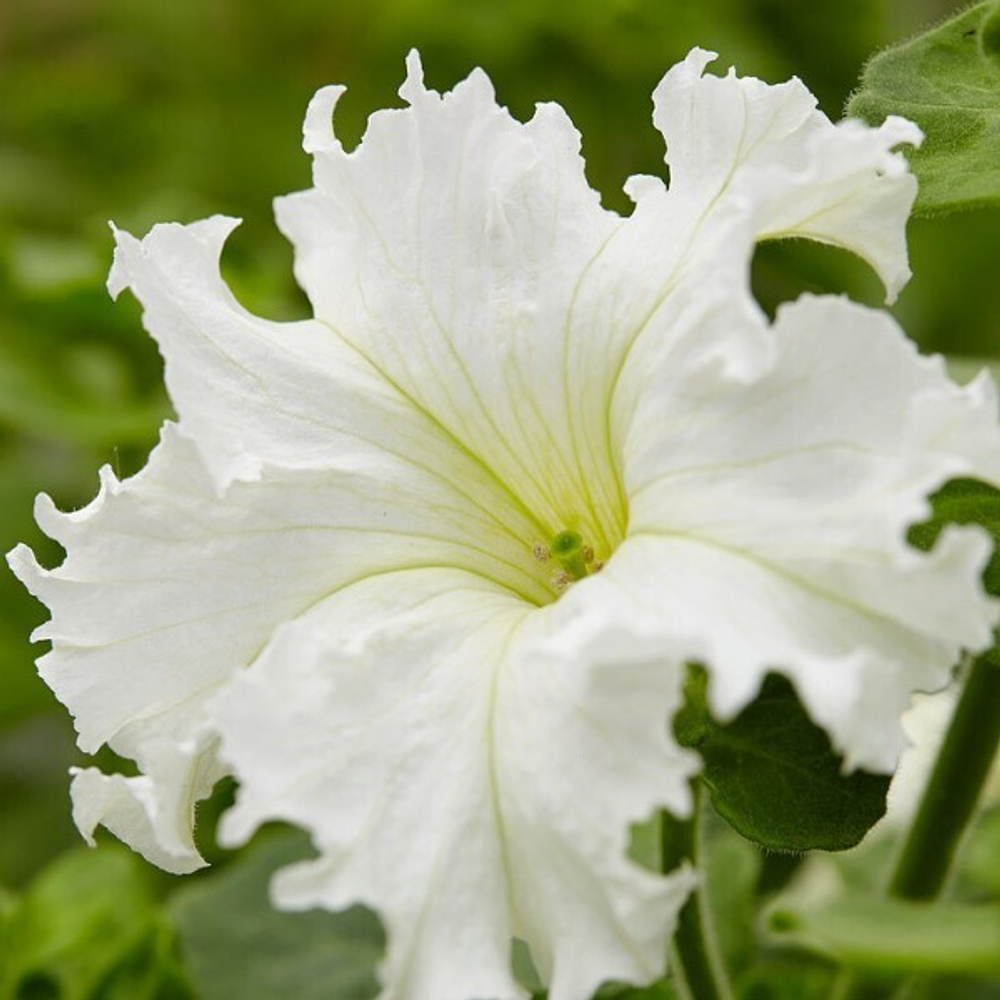 Петуния Афродита F1 Белая 25шт.