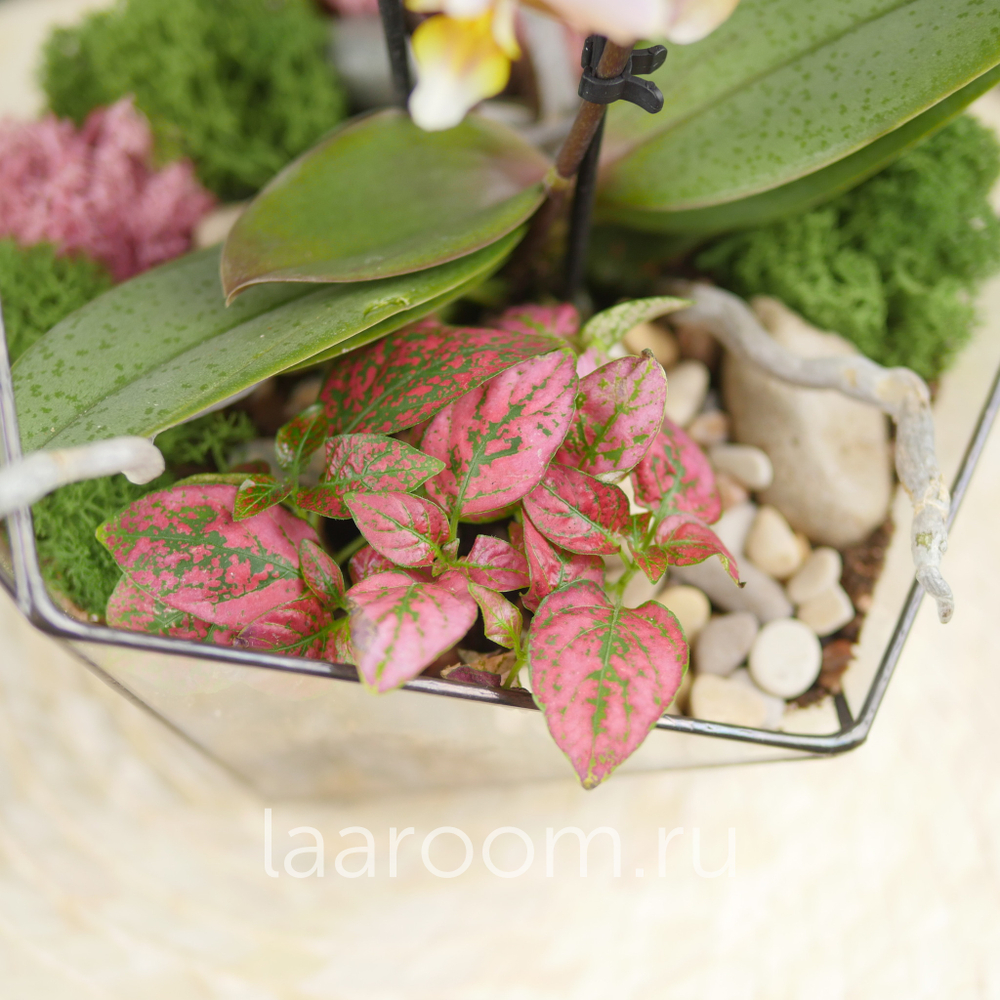 Флорариум с орхидеей Икос