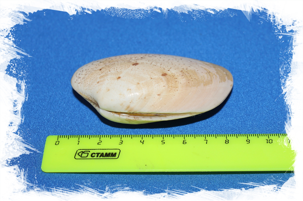 Тапес Литтератус