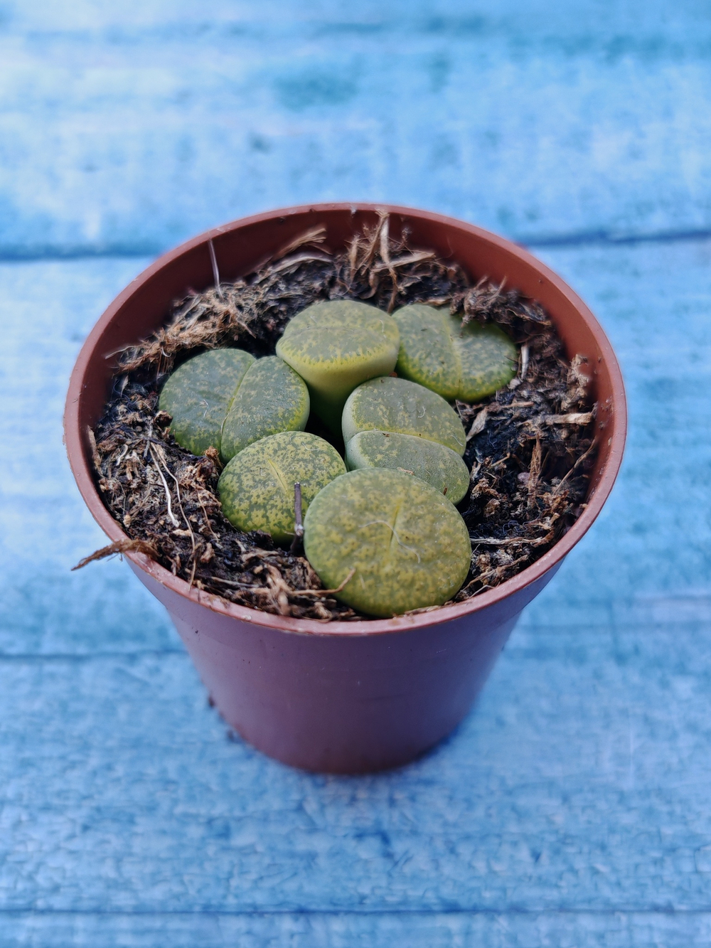 Lithops sp. (Литопсы)