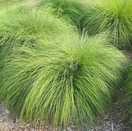 Споробол раскидистый (Каплесемянник). Sporobolus heterolepis.