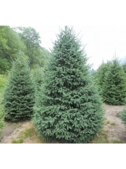 Ель сибирская ,Семена, 20 шт