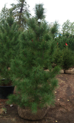 Сосна кедровая сибирская (ком) 250-300