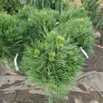 Сосна черная Спилберг С26 Ра40-50