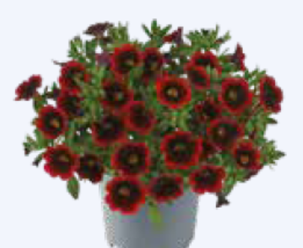 ЕВРО Калибрахоа Cabaret® Special Red Velvet укорененный черенок ОКС февраль 26 Florensis