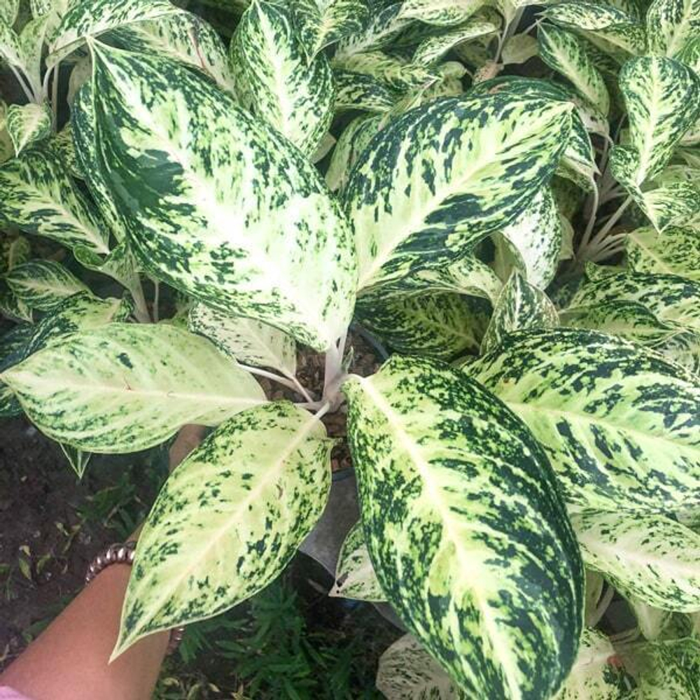 Аглаонема WHITE ICE CREAM