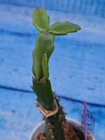 Schlumbergera cv. Thor Wild Cactus White (Шлюмбергера)