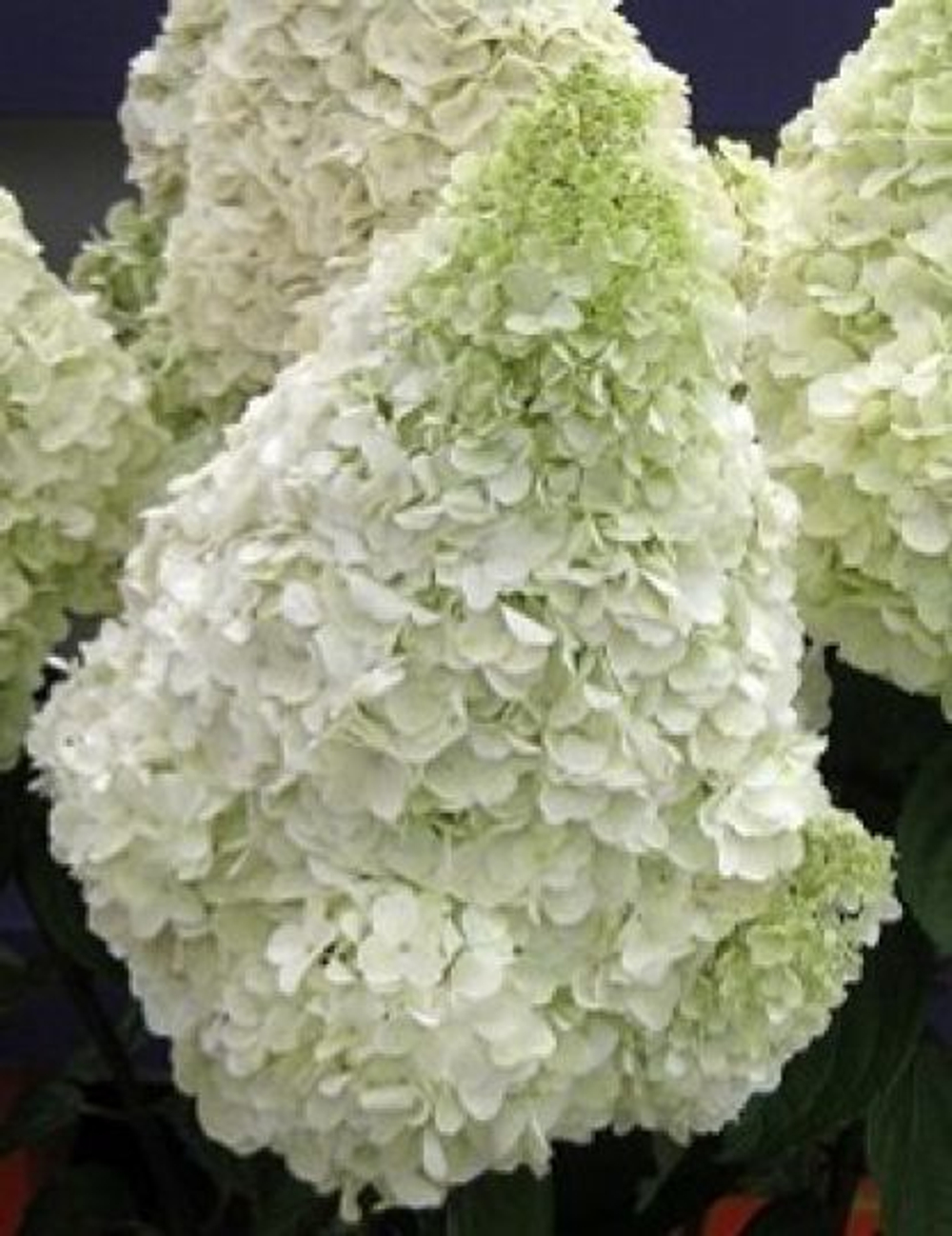 Полярный медведь«Polar Bear» С3