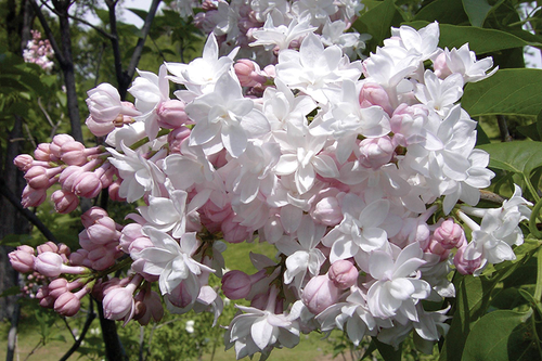 Сирень обыкновенная «Beauty of Moscow» («Красавица Москвы») (3-х летка)