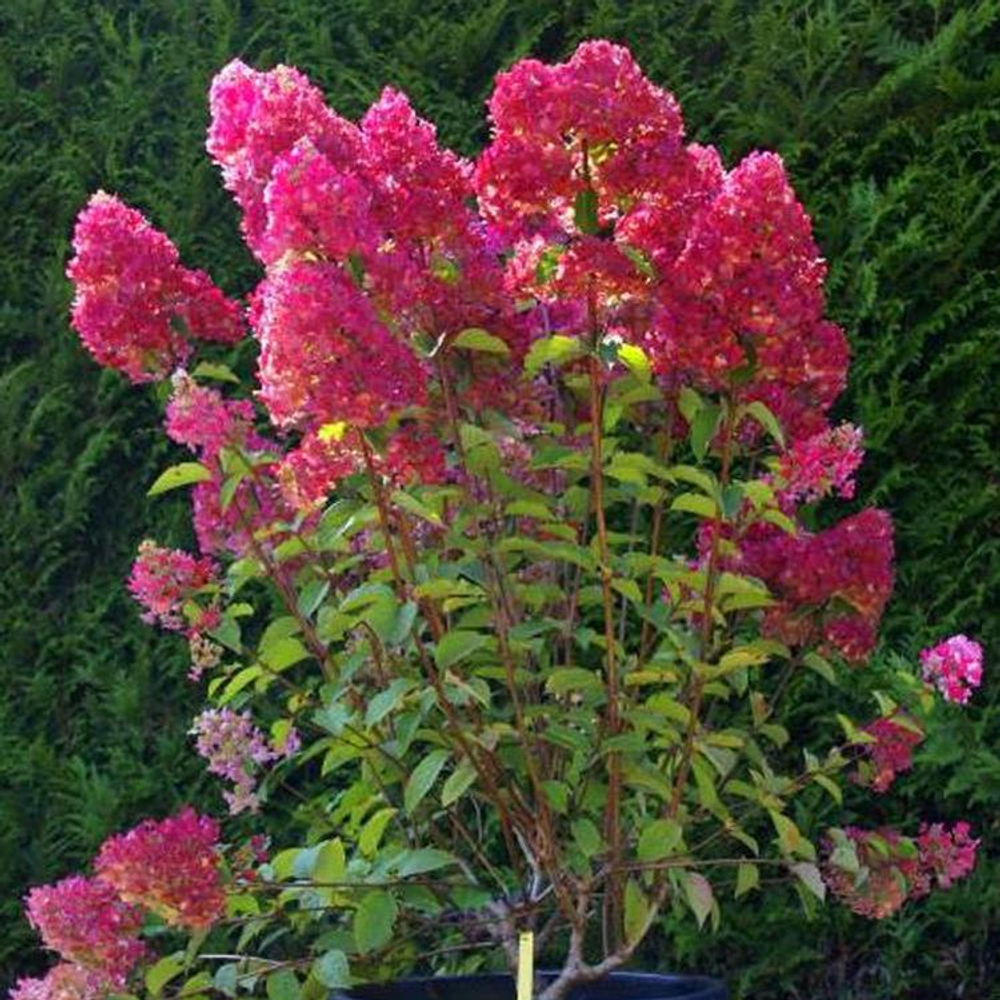 Гортензия метельчатая Samarskaya Lidiya