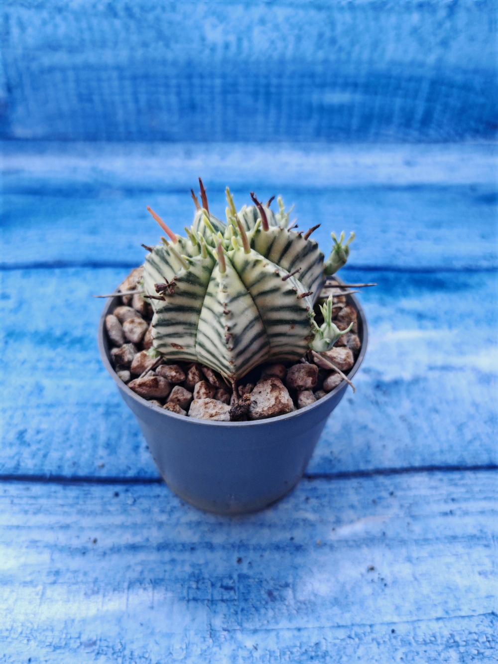 Euphorbia meloformis f. Variegated (Эуфорбия вариегатная)