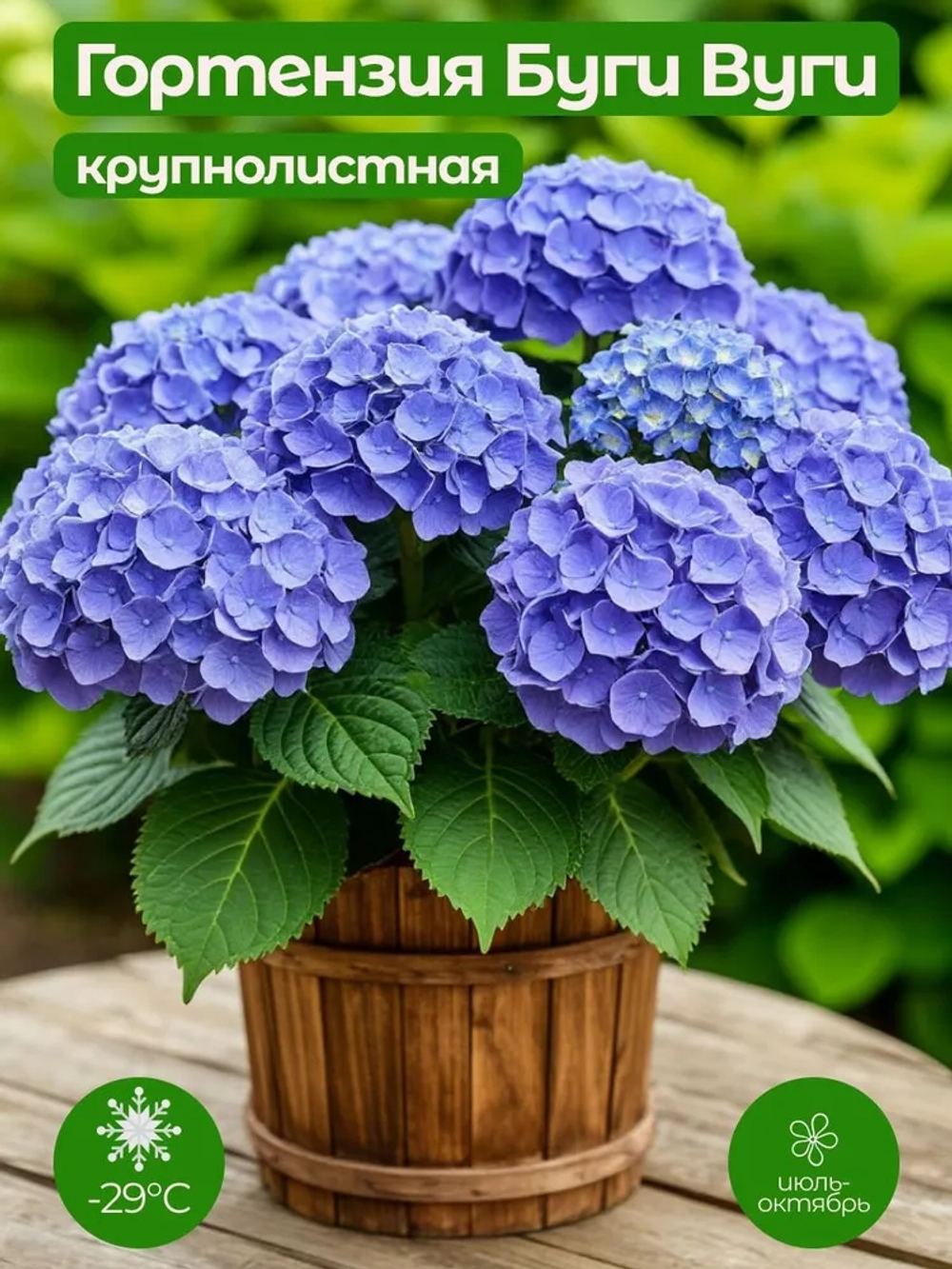 «Boogie Woogie»/  Буги Вуги (Стандарт поставки Р9)2025г